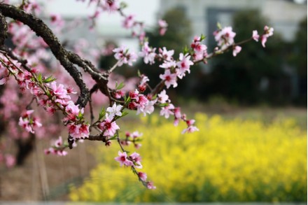 隔音房、隔音降噪、隔音門、隔音材（cái）料、吸音材料、矽晶砂、17C视频聲學（xué）
